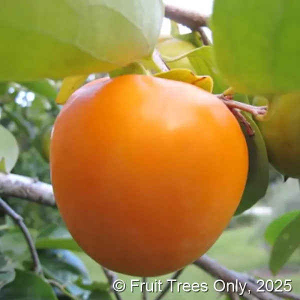 Tanenashi Persimmon