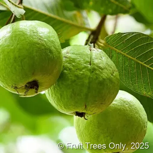 Thai White Guava