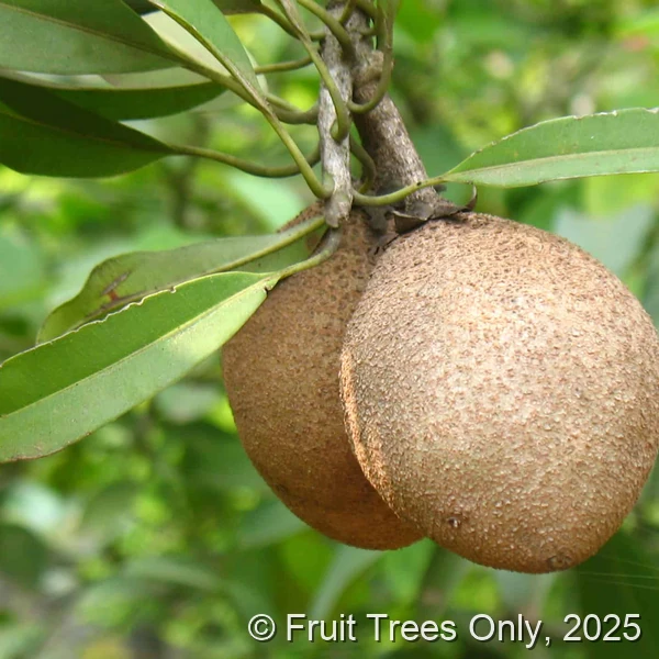 Tikal Sapodilla