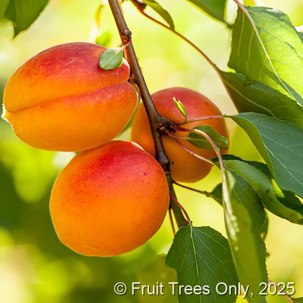 Tropic Sweet Peach Trees For Sale
