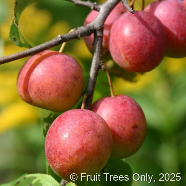 Tropic Sweet Plum