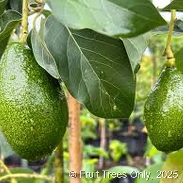 Utuado Avocado fruit and tree