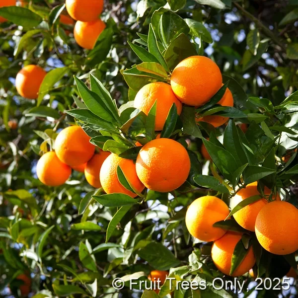 Valencia Orange
