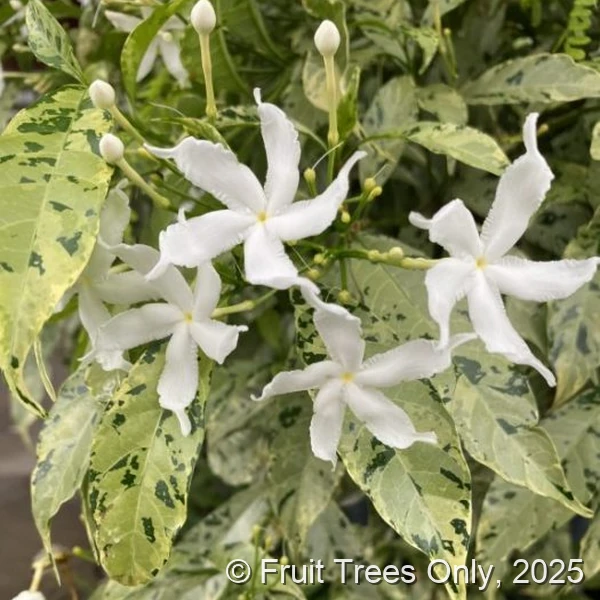 Variegated Minima Jasmine