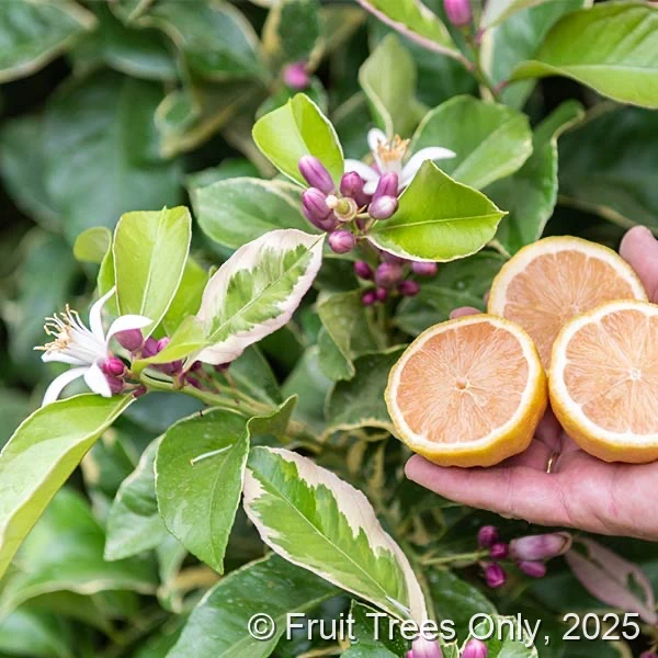 Variegated Pink Lemon
