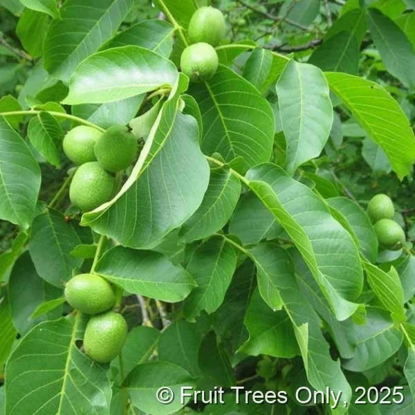 Walnut Tree