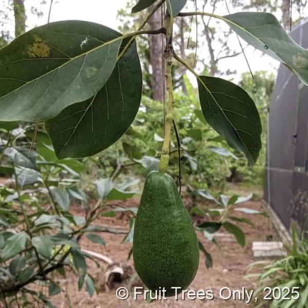 Winter Mexican Avocado fruit and tree