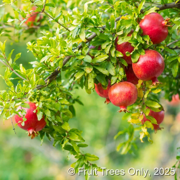 Wonderful Pomegranate fruit and tree