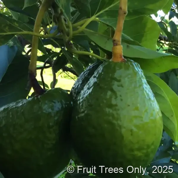 Wurtz Avocado fruit and tree